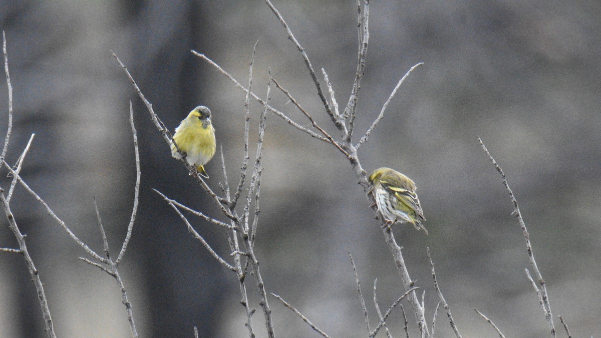 Eurasian Siskin - ML644414941