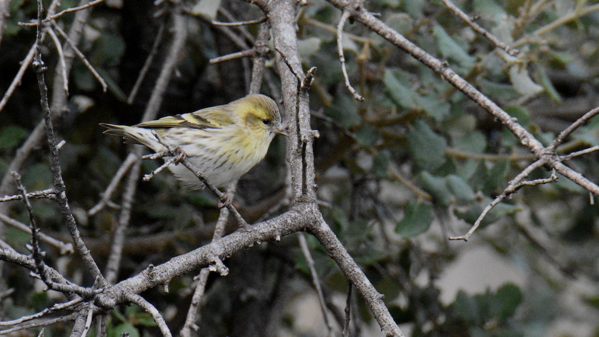 Eurasian Siskin - ML644414942