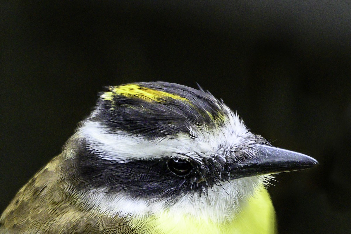 Great Kiskadee - ML644414943