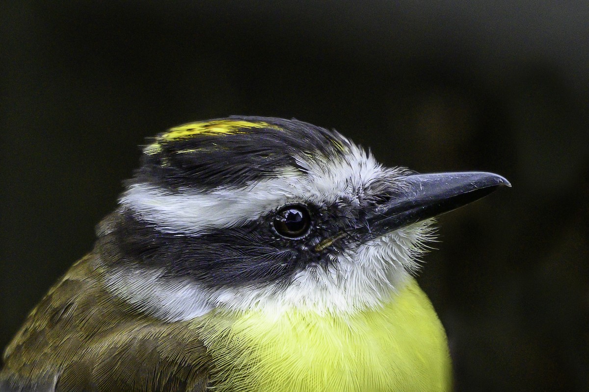 Great Kiskadee - ML644414944