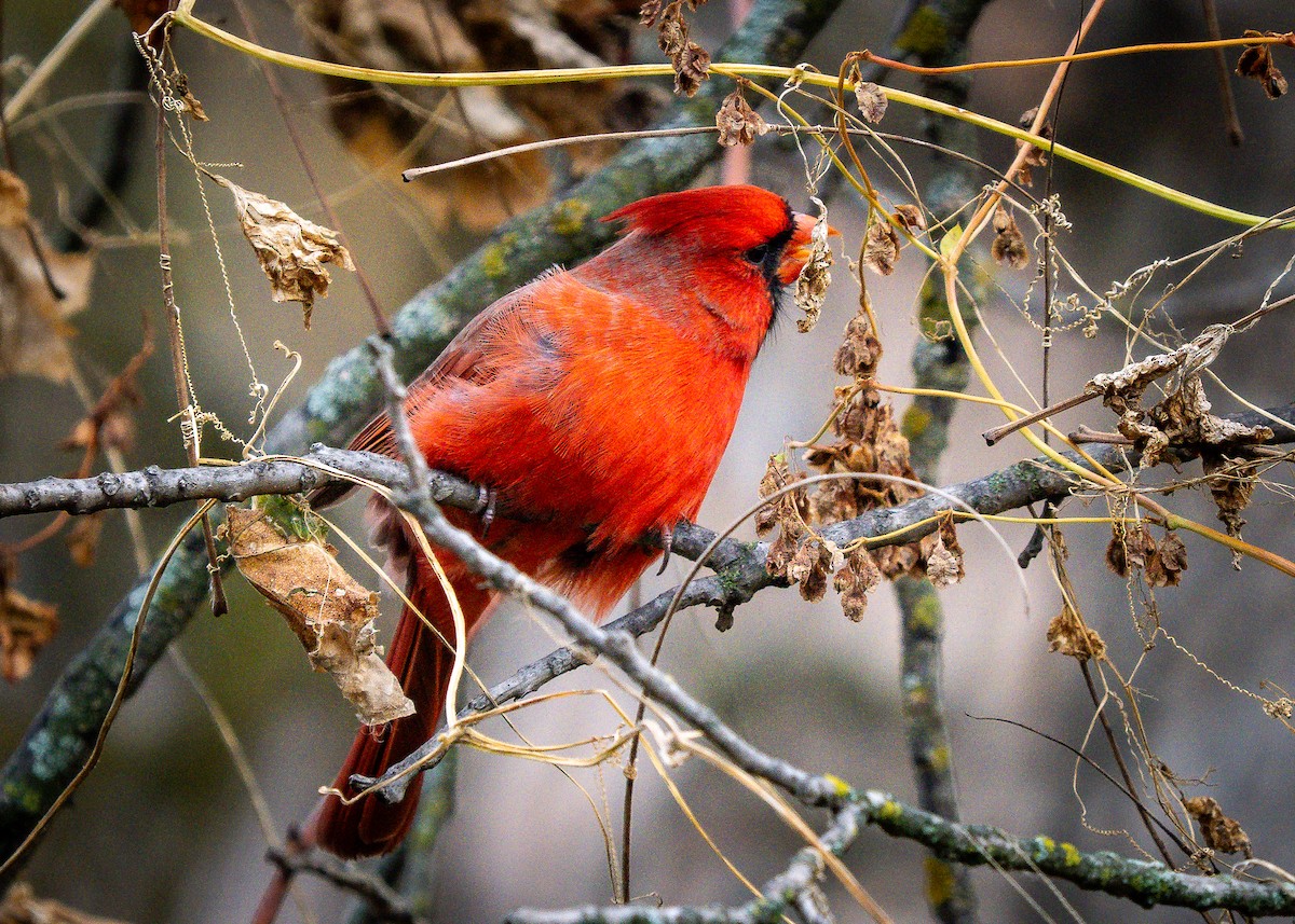Northern Cardinal - ML644414948