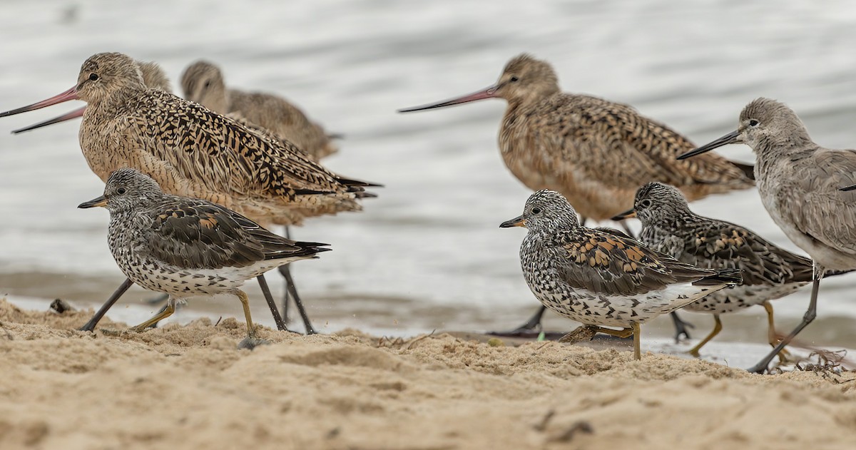 アライソシギ - ML644414958