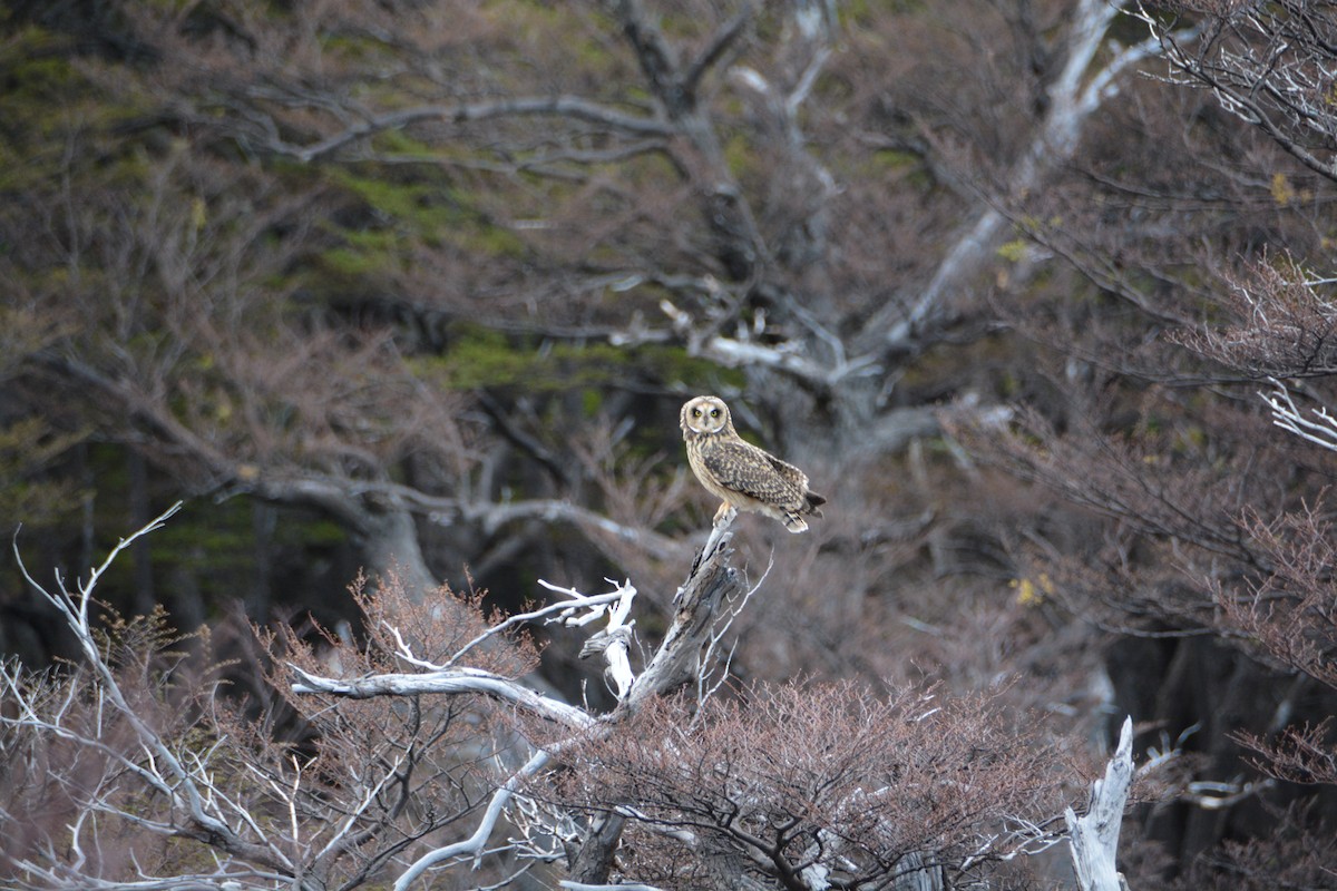 Short-eared Owl - ML644414960