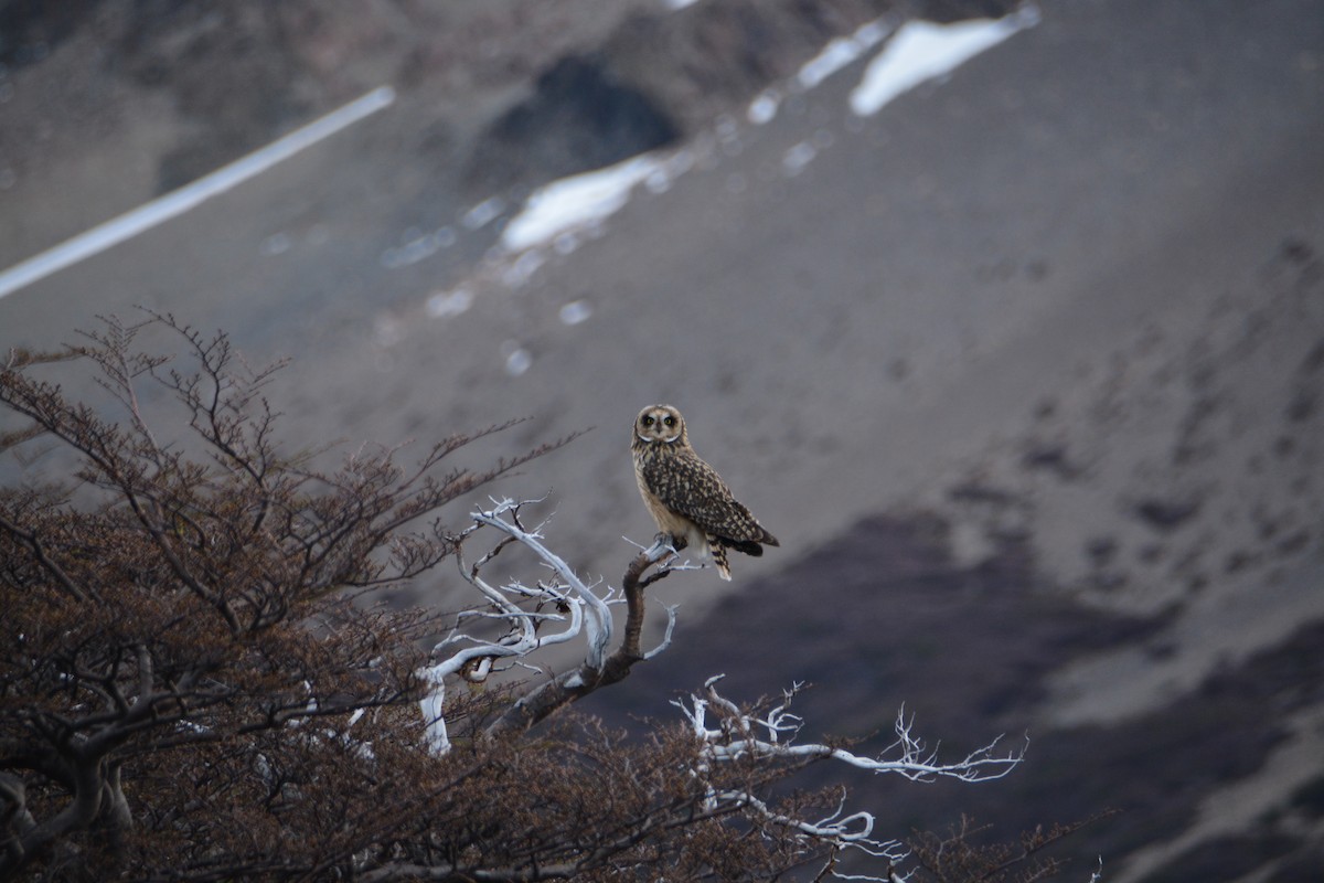 Short-eared Owl - ML644414964