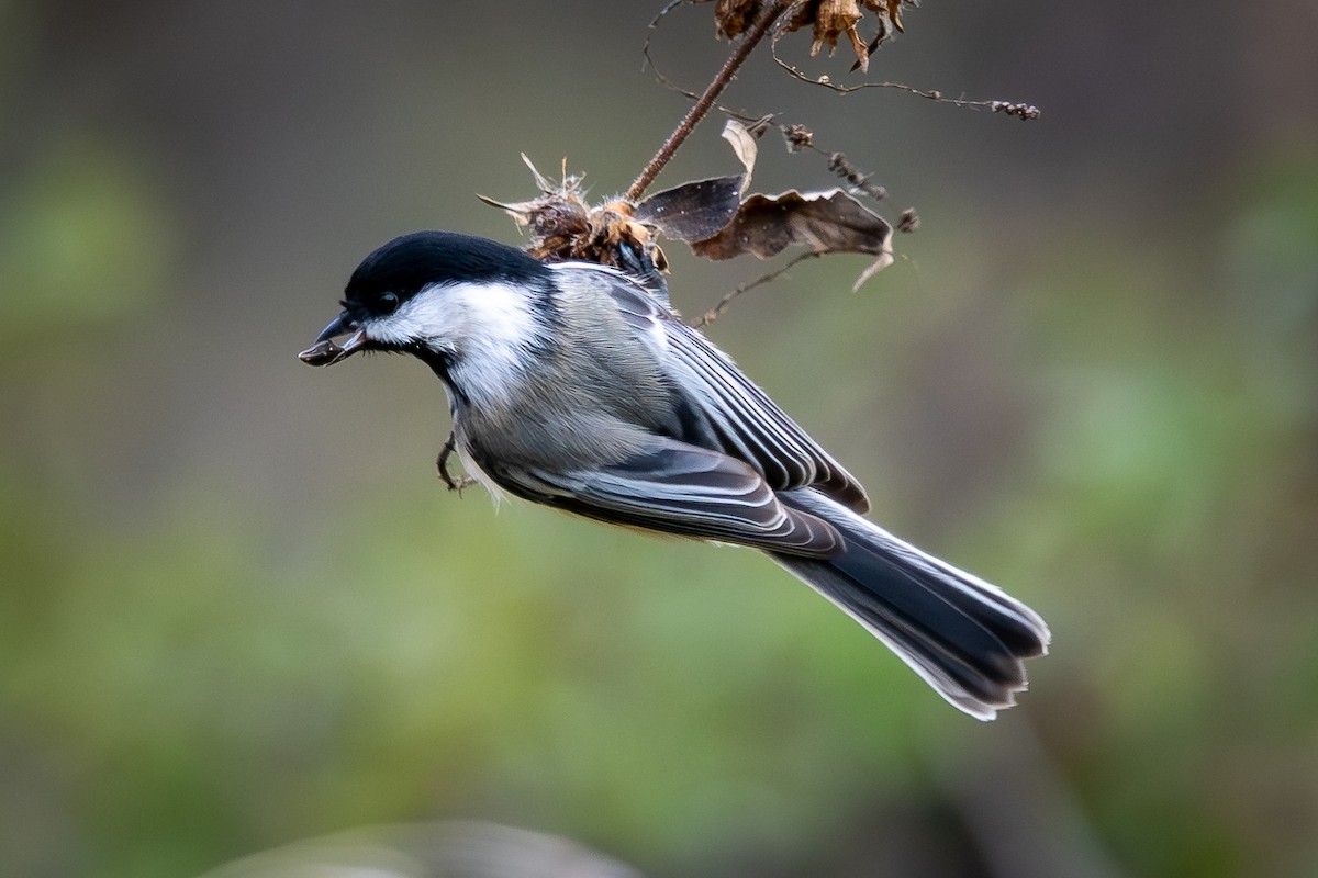 Black-capped Chickadee - ML644414965