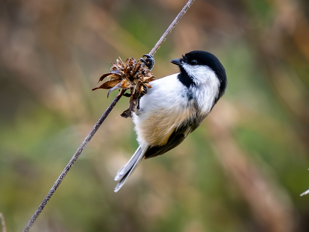 Black-capped Chickadee - ML644414966