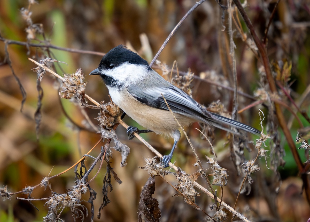 Black-capped Chickadee - ML644414967