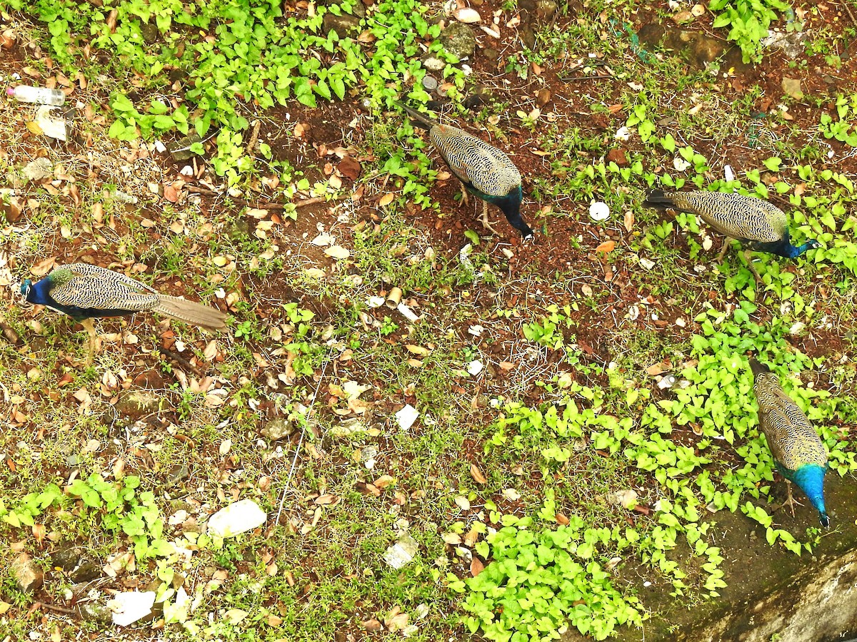 Indian Peafowl - ML644414968