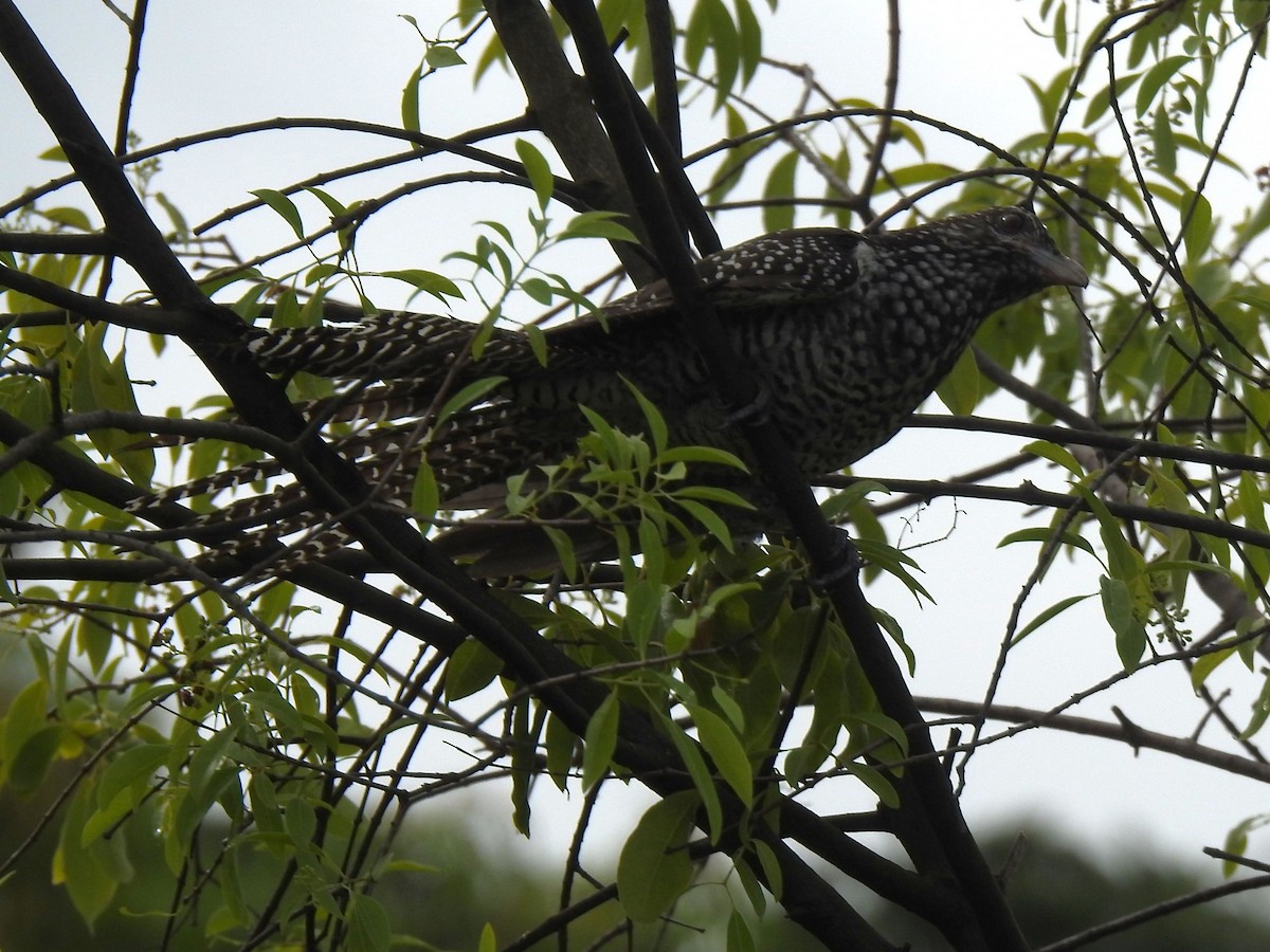 Asian Koel - ML644414979
