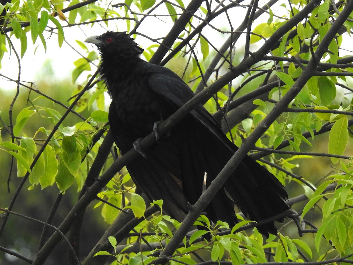 Asian Koel - ML644414980