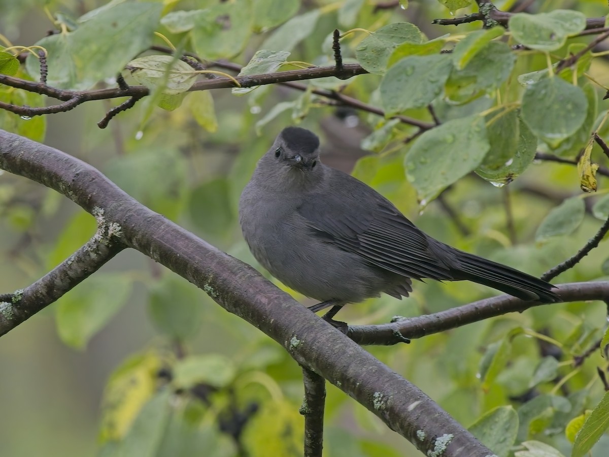 Moqueur chat - ML644414985