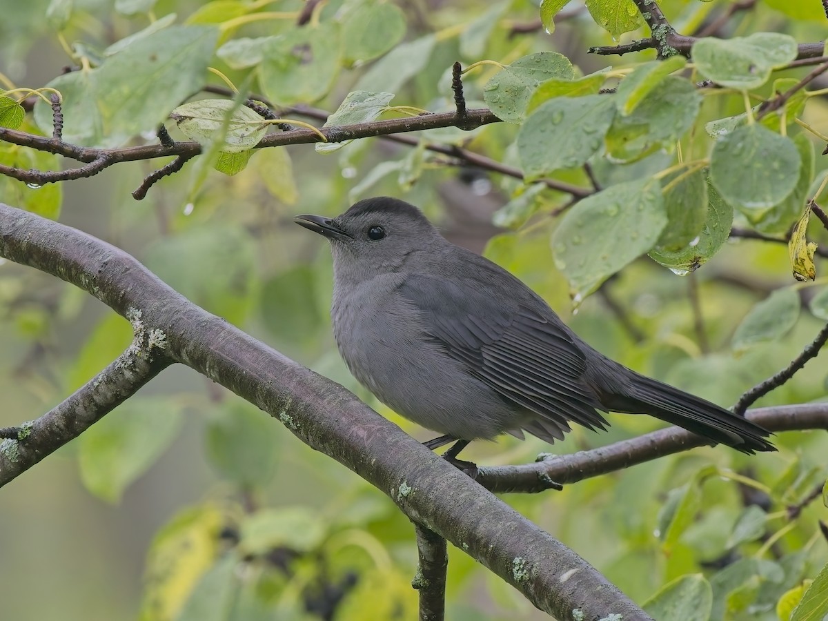 Moqueur chat - ML644414986