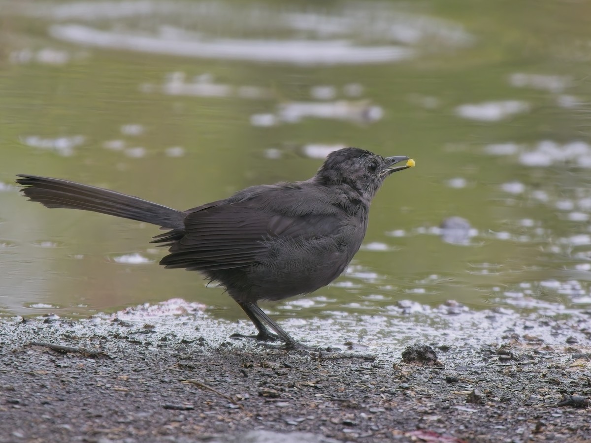 Moqueur chat - ML644414987