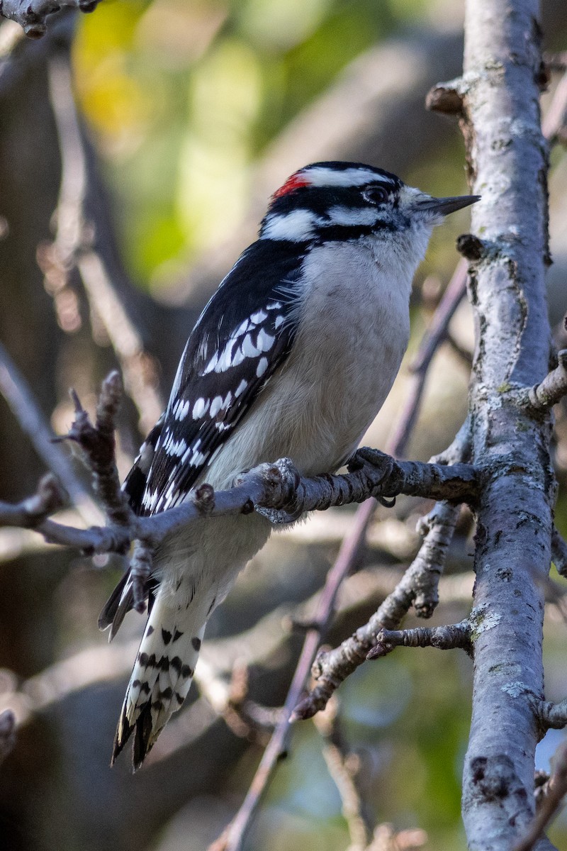 Downy Woodpecker - ML644414989