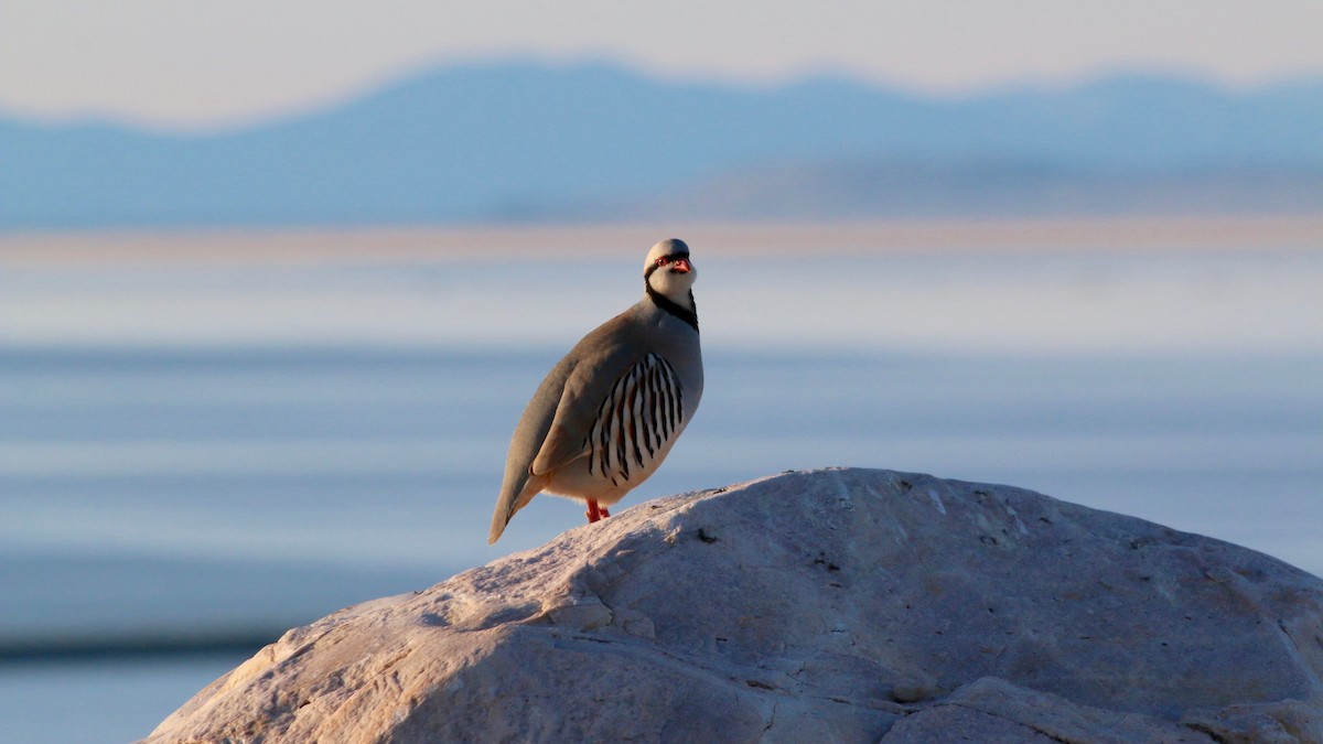 Кеклик - ML644414990