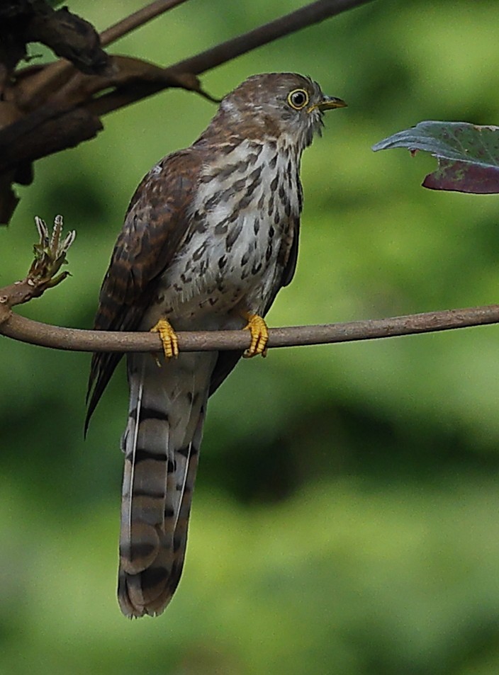 ハイタカジュウイチ - ML644414992