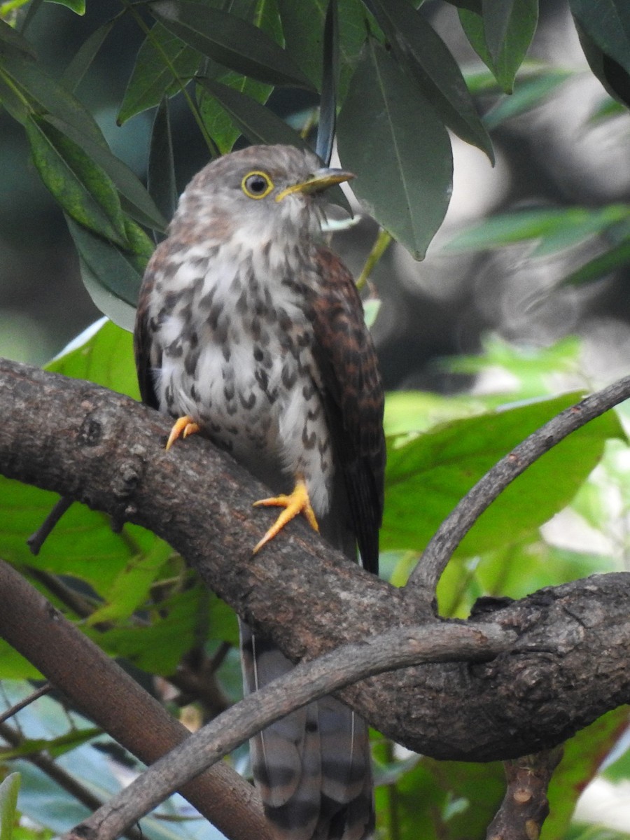 ハイタカジュウイチ - ML644414993