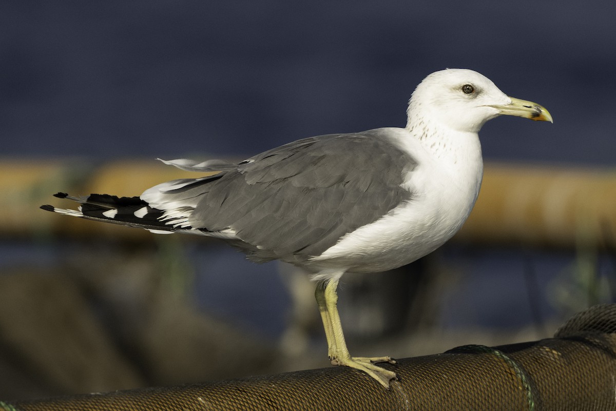 Lesser Black-backed Gull (Steppe) - ML644414994