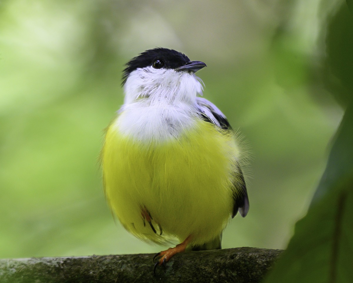 White-collared Manakin - ML644415003