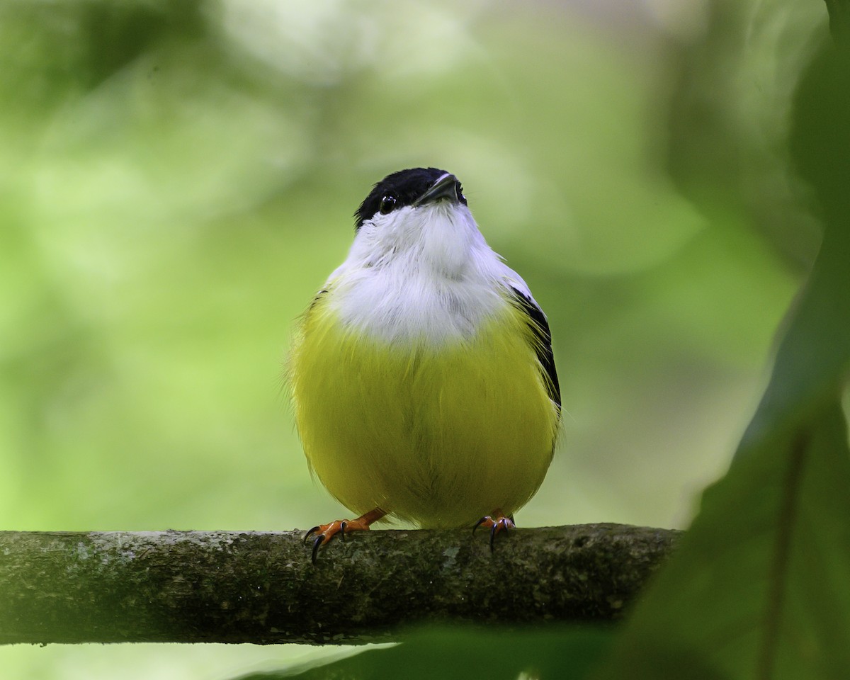 White-collared Manakin - ML644415004