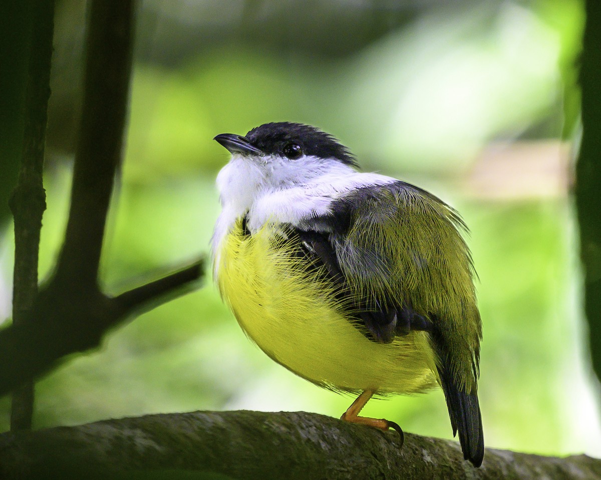 White-collared Manakin - ML644415005