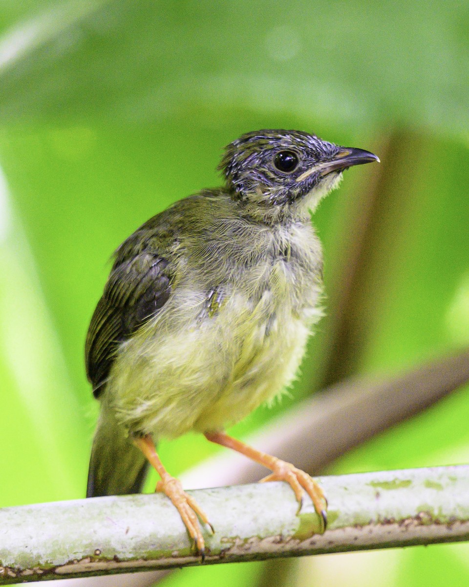 White-collared Manakin - ML644415006