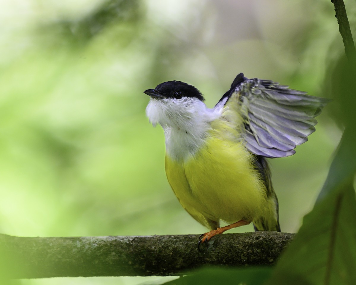 White-collared Manakin - ML644415007