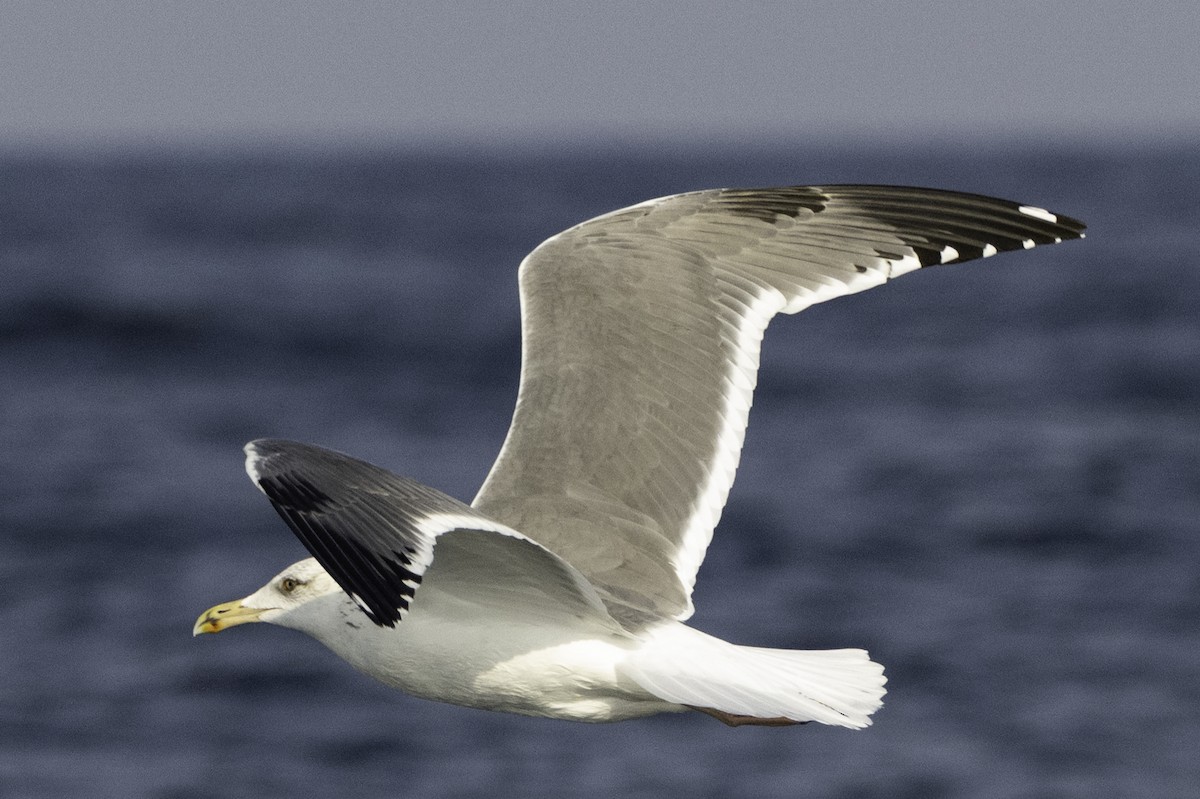 Lesser Black-backed Gull (Steppe) - ML644415009