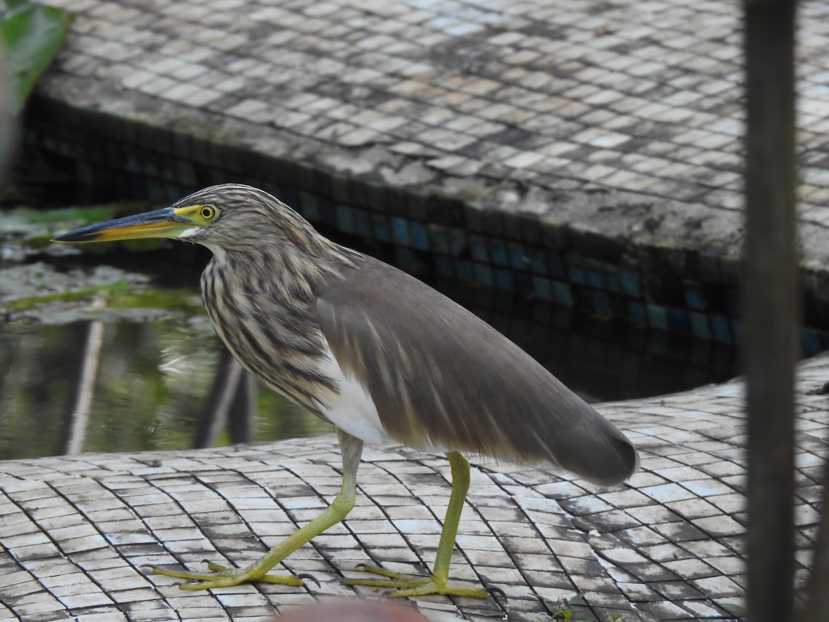 אנפית סוף הודית - ML644415010