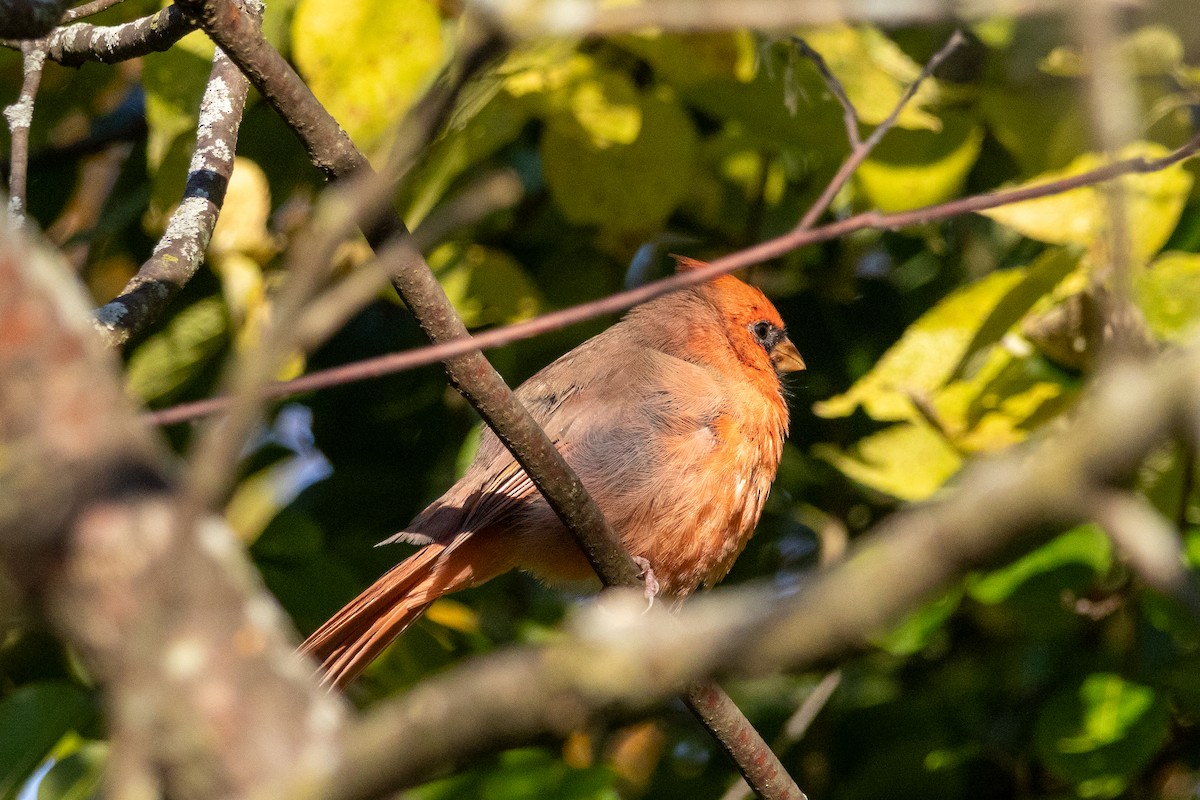 קרדינל צפוני - ML644415021