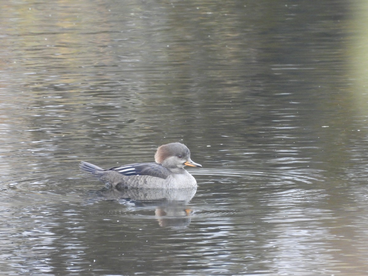 Hooded Merganser - ML644415044