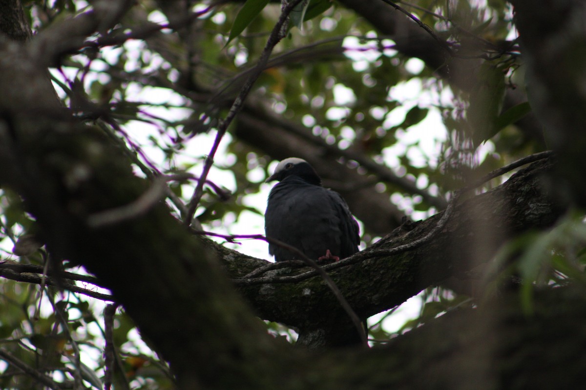 White-crowned Pigeon - ML644415045