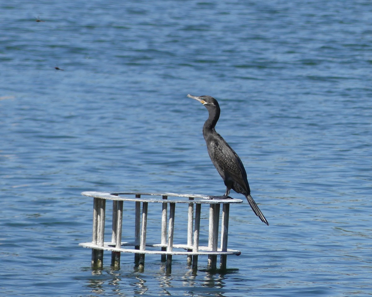 flodskarv - ML644415047