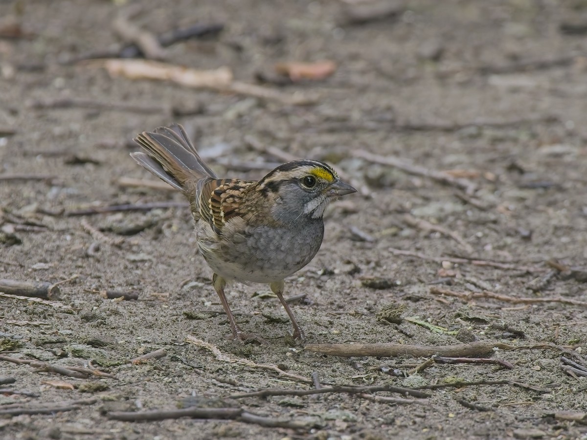 White-throated Sparrow - ML644415048