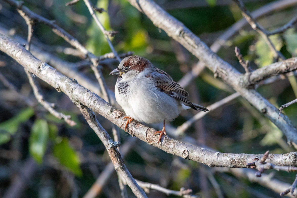 דרור הבית - ML644415052
