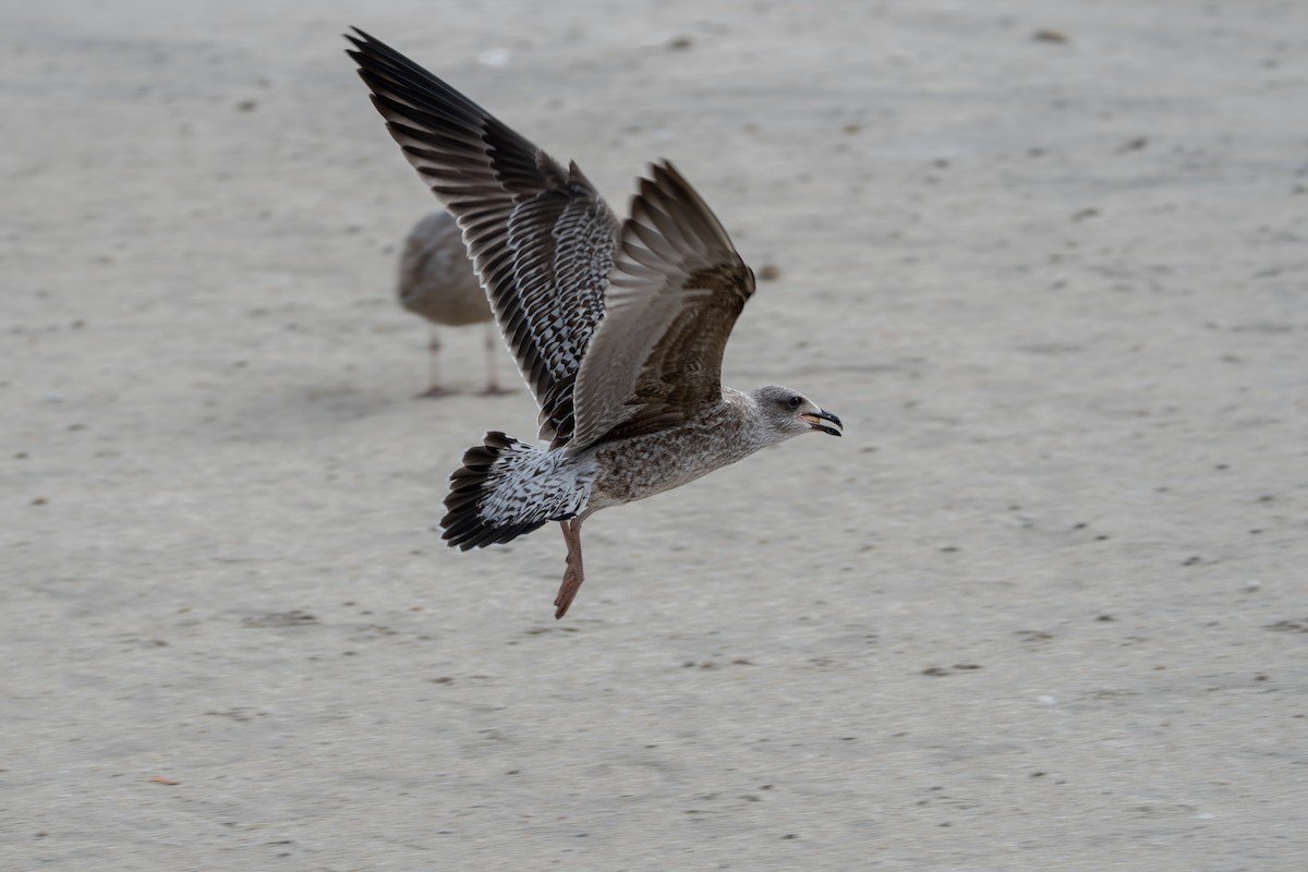 sildemåke - ML644415056