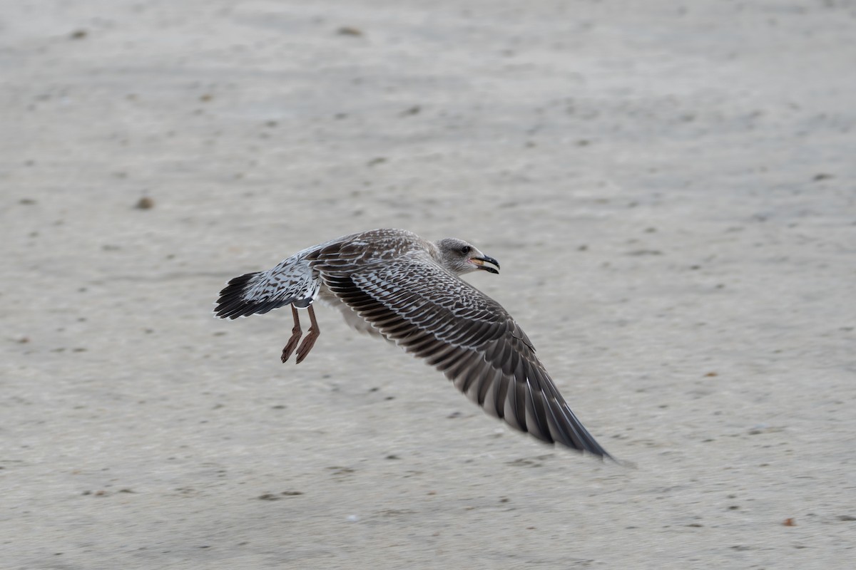 sildemåke - ML644415057