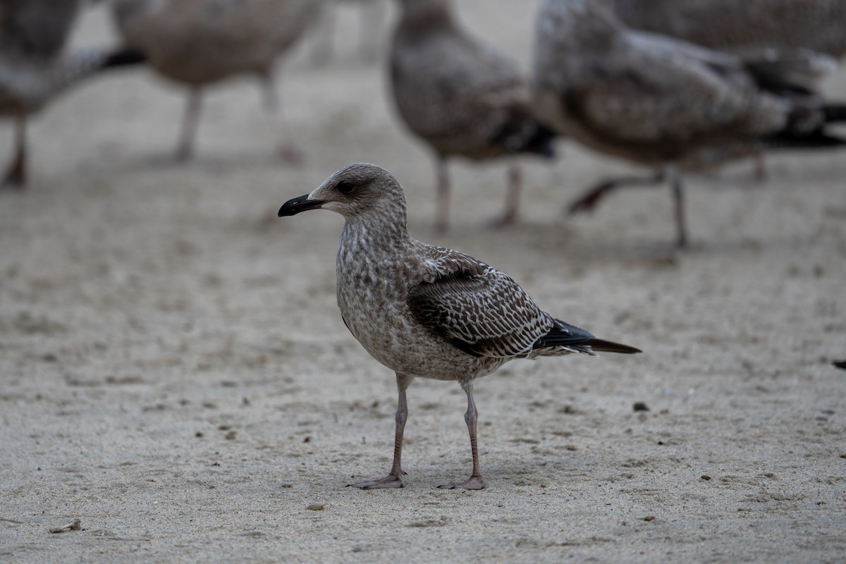 sildemåke - ML644415058