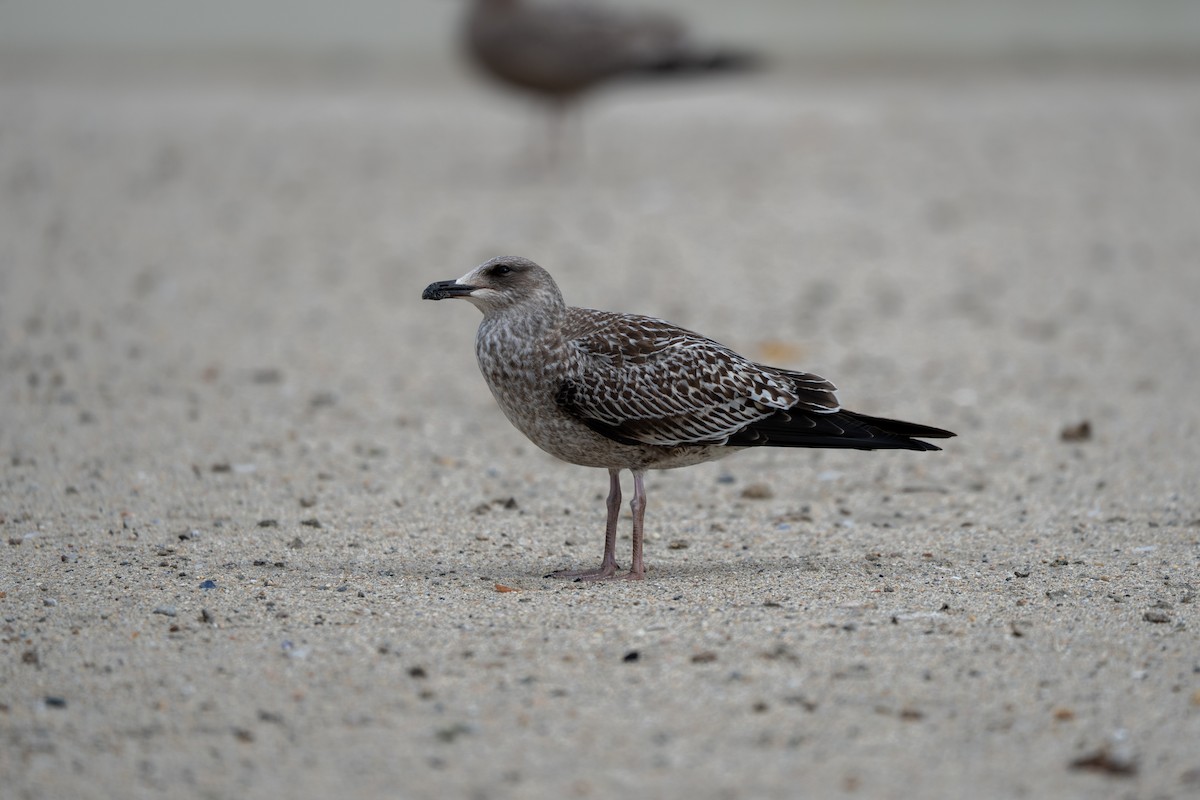 sildemåke - ML644415059