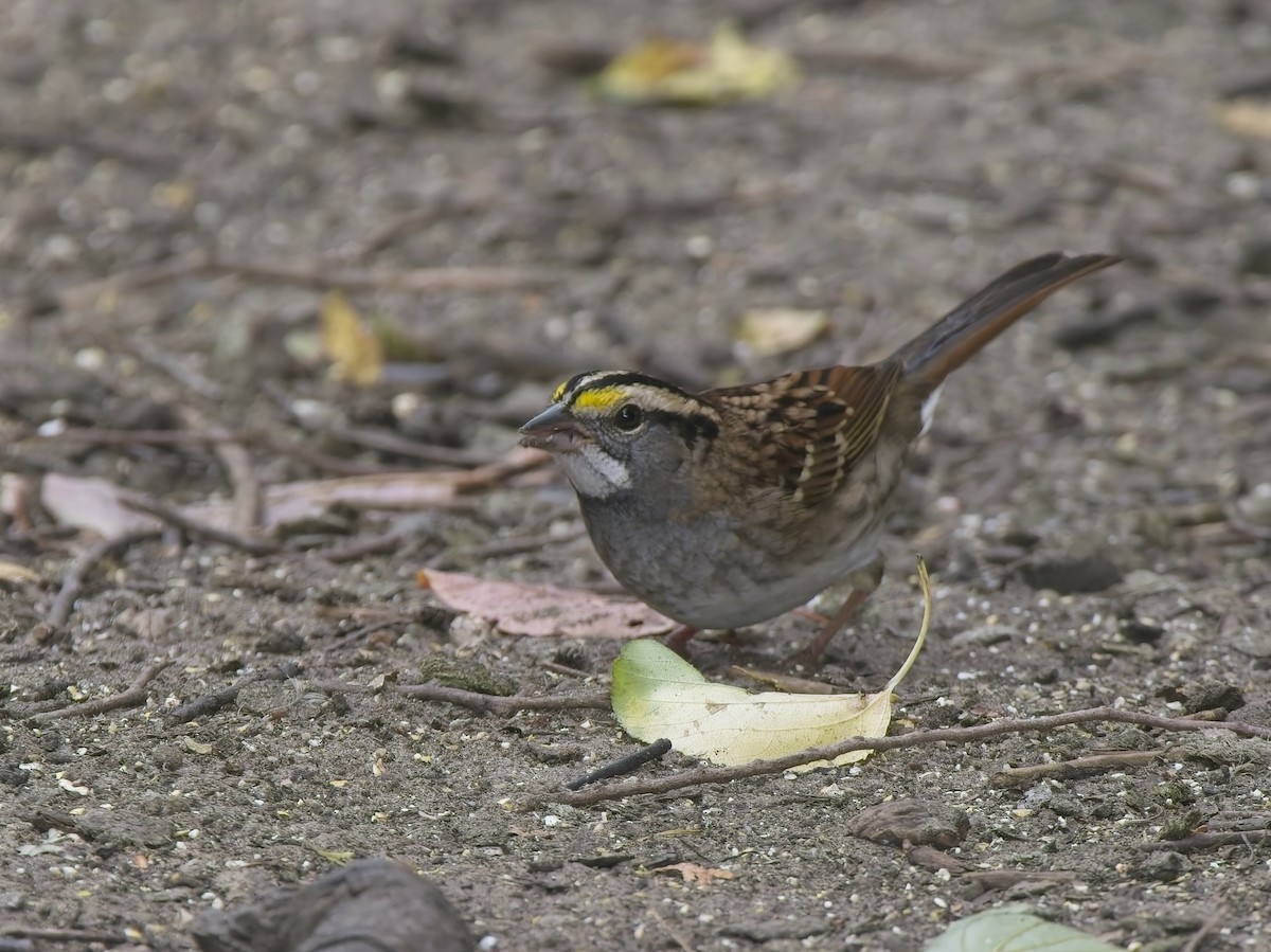 White-throated Sparrow - ML644415062