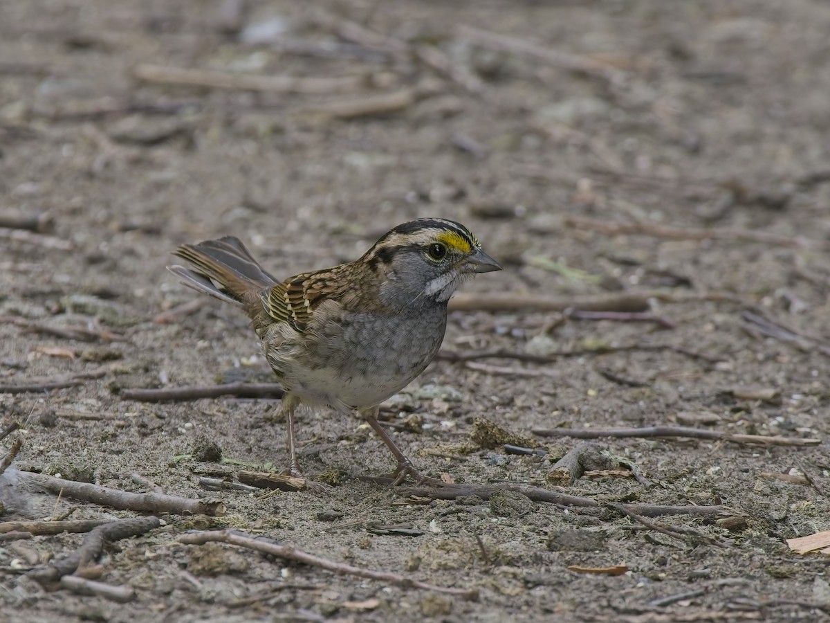 White-throated Sparrow - ML644415065