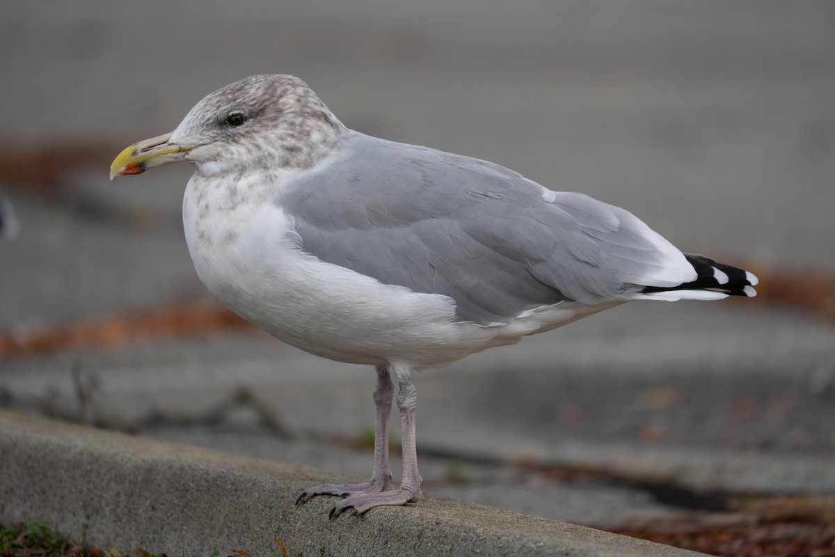 amerikagråmåke - ML644415069