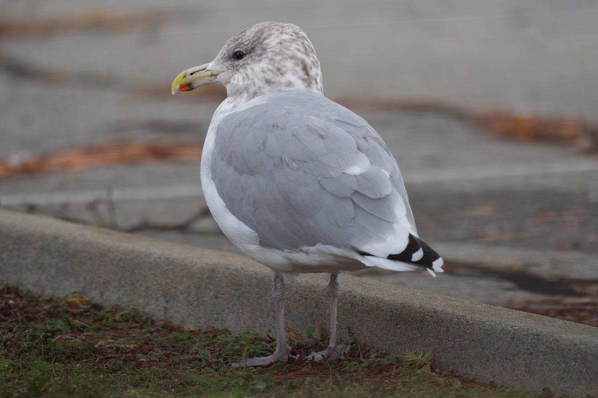 amerikagråmåke - ML644415070