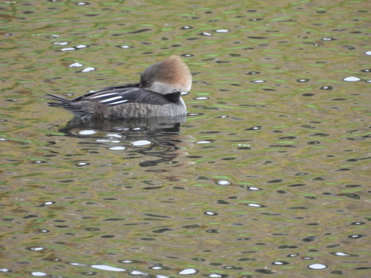 Hooded Merganser - ML644415071