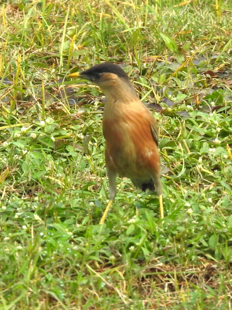 Brahminy Starling - ML644415072