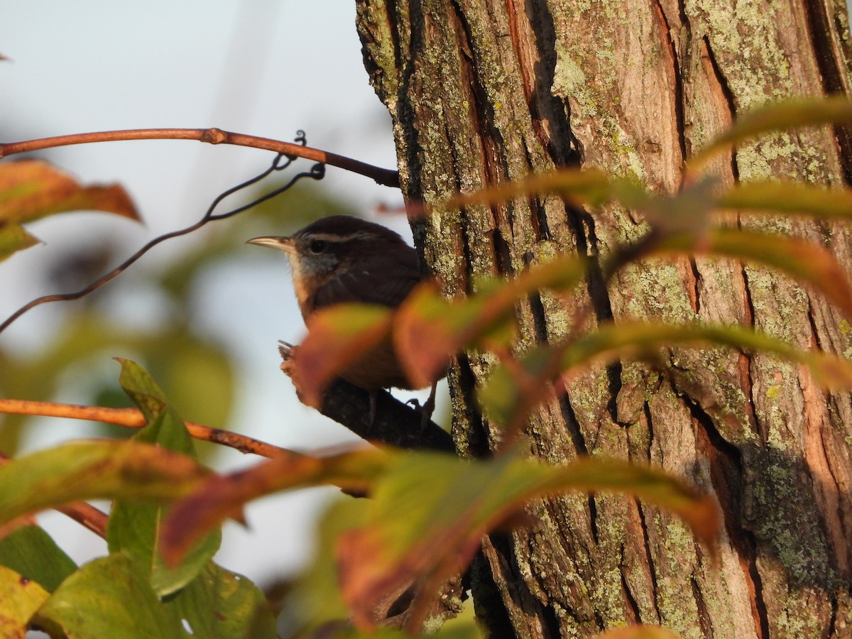 Cucarachero de Carolina - ML644415078