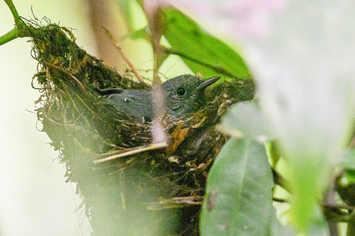 シラナミヒメアリサザイ - ML644415102