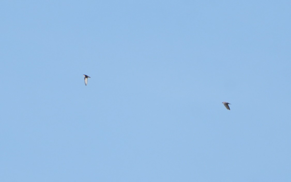 Харагчин хараацай - ML644415105