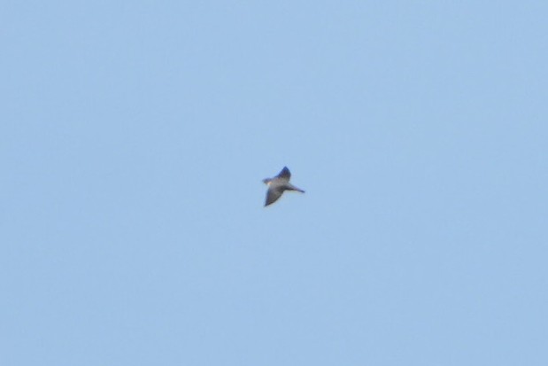 Харагчин хараацай - ML644415106