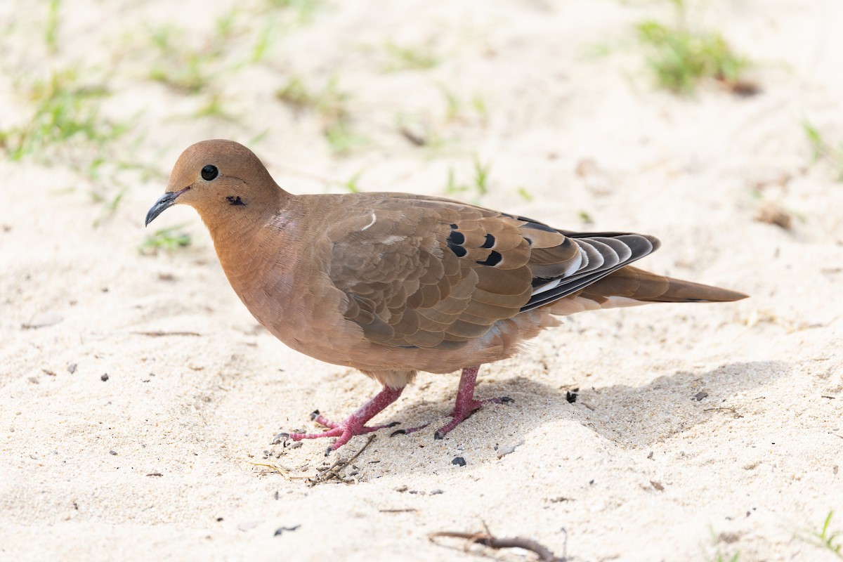 Zenaida Dove - ML644415110